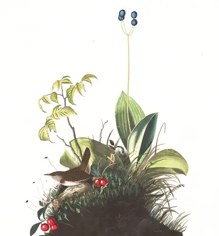 Plate 179 of Audubon's The Birds of America: Northern House Wren (Troglodytes aedon)