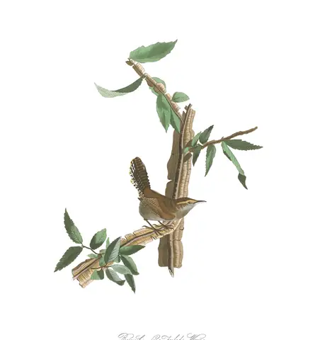 Plate 18 of Audubon's The Birds of America: Bewick's Wren (Thryomanes bewickii)