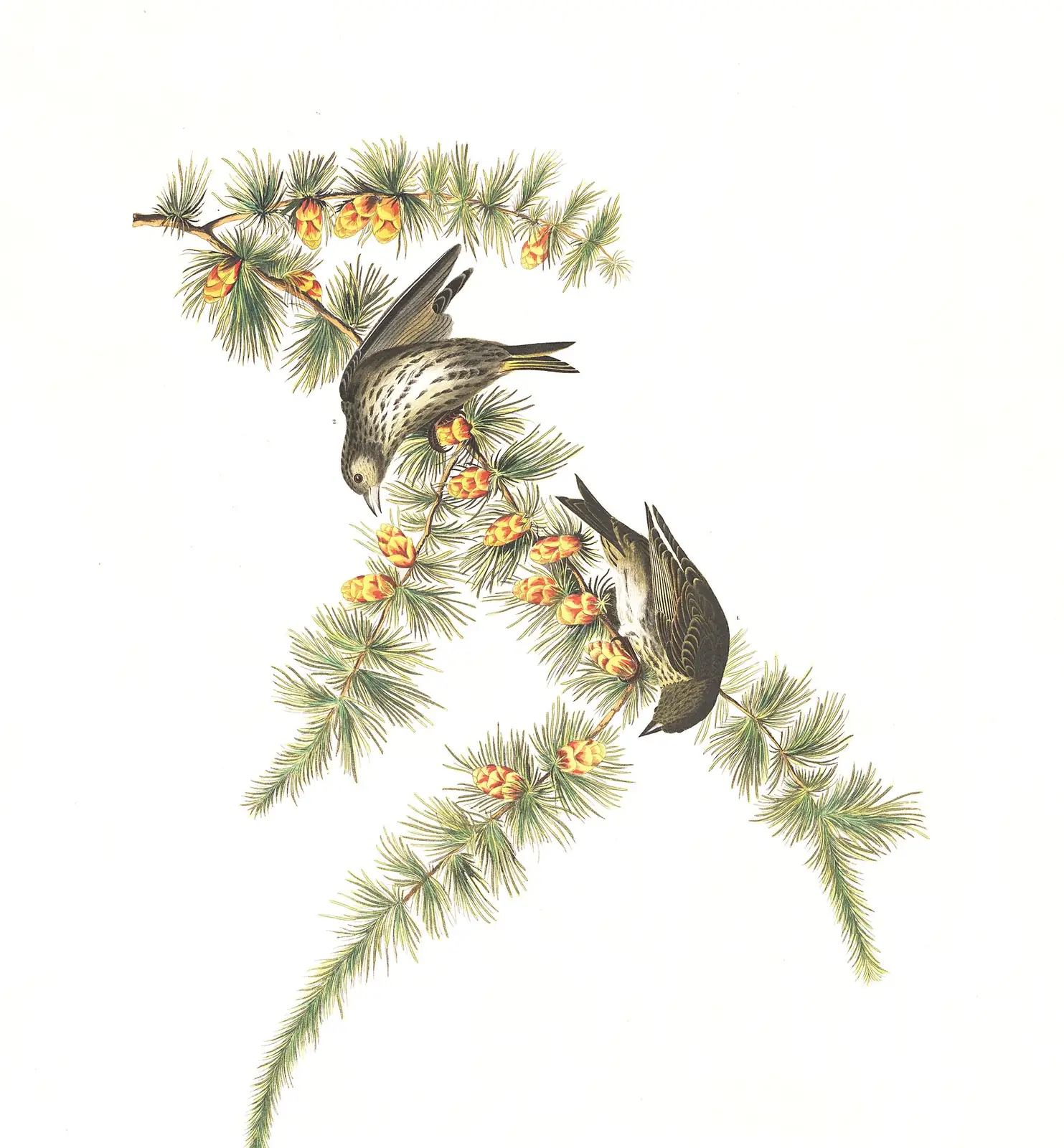 Plate 180 of Audubon's The Birds of America: Pine Siskin (Spinus pinus)