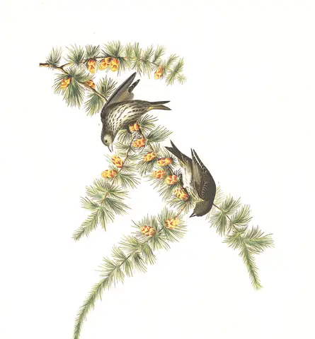 Plate 180 of Audubon's The Birds of America: Pine Siskin (Spinus pinus)