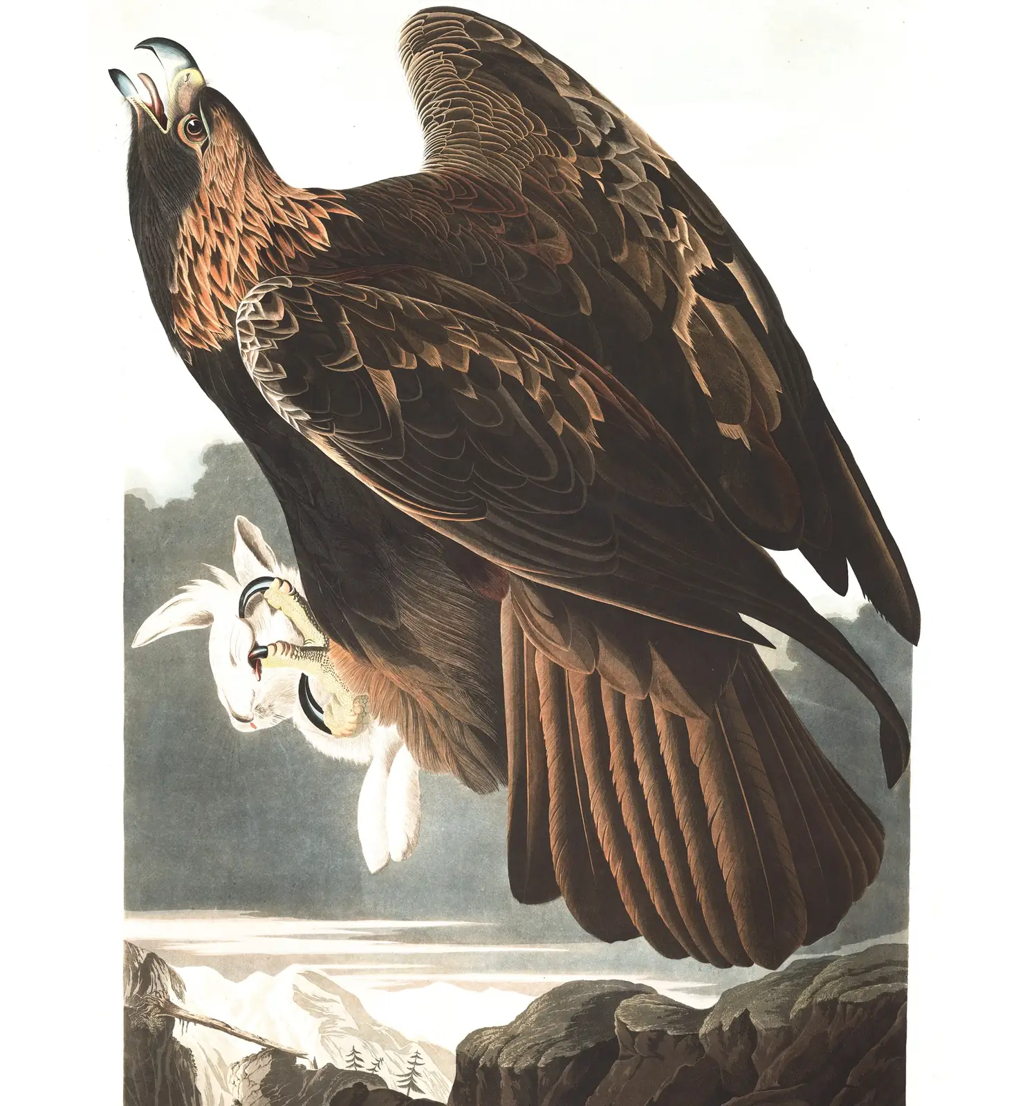 Plate 181 of Audubon's The Birds of America: Golden Eagle (Aquila chrysaetos)