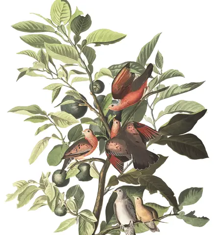 Plate 182 of Audubon's The Birds of America: Common Ground Dove (Columbina passerina)
