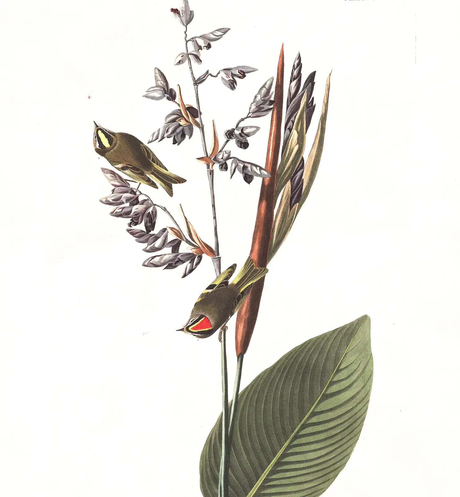 Plate 183 of Audubon's The Birds of America: Golden-crowned Kinglet (Regulus satrapa)