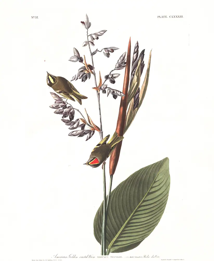 The whole sheet of plate 183, with its engraved caption