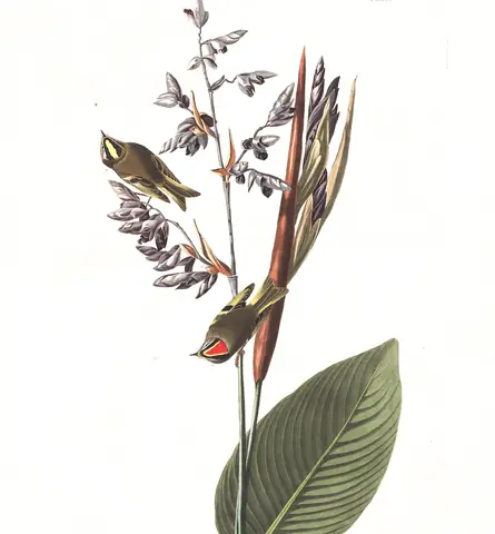 Plate 183 of Audubon's The Birds of America: Golden-crowned Kinglet (Regulus satrapa)