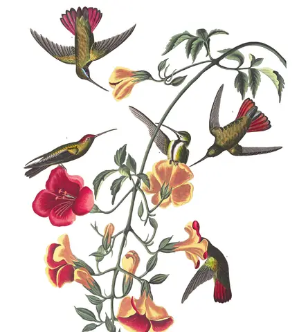Plate 184 of Audubon's The Birds of America: “Mango Hummingbird”, not identified