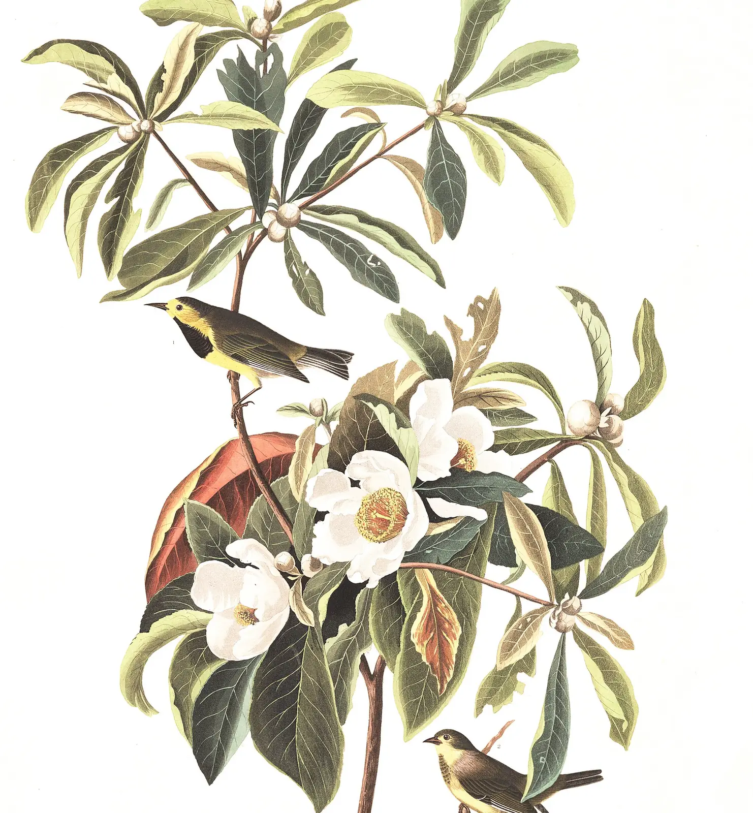 Plate 185 of Audubon's The Birds of America: Bachman's Warbler (Vermivora bachmanii)