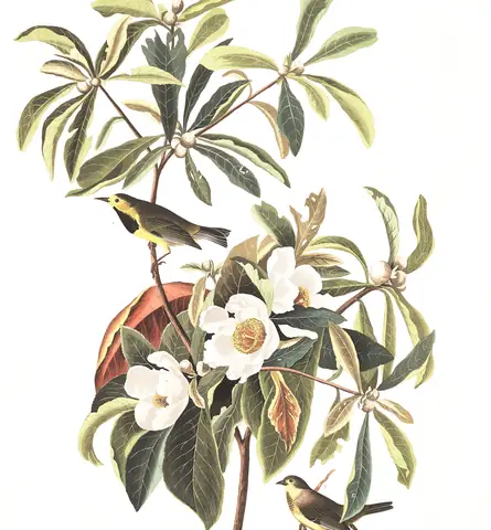 Plate 185 of Audubon's The Birds of America: Bachman's Warbler (Vermivora bachmanii)