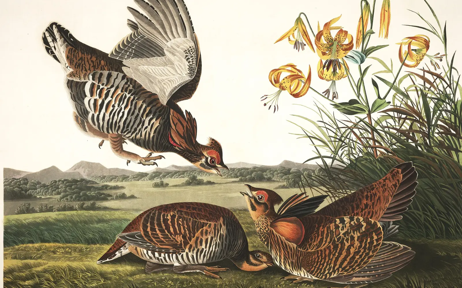Plate 186 of Audubon's The Birds of America: Greater Prairie-Chicken (Tympanuchus cupido)
