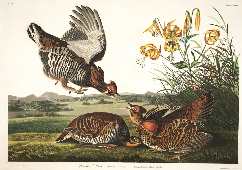 The whole sheet of plate 186, with its engraved caption