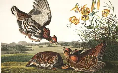 Plate 186 of Audubon's The Birds of America: Greater Prairie-Chicken (Tympanuchus cupido)