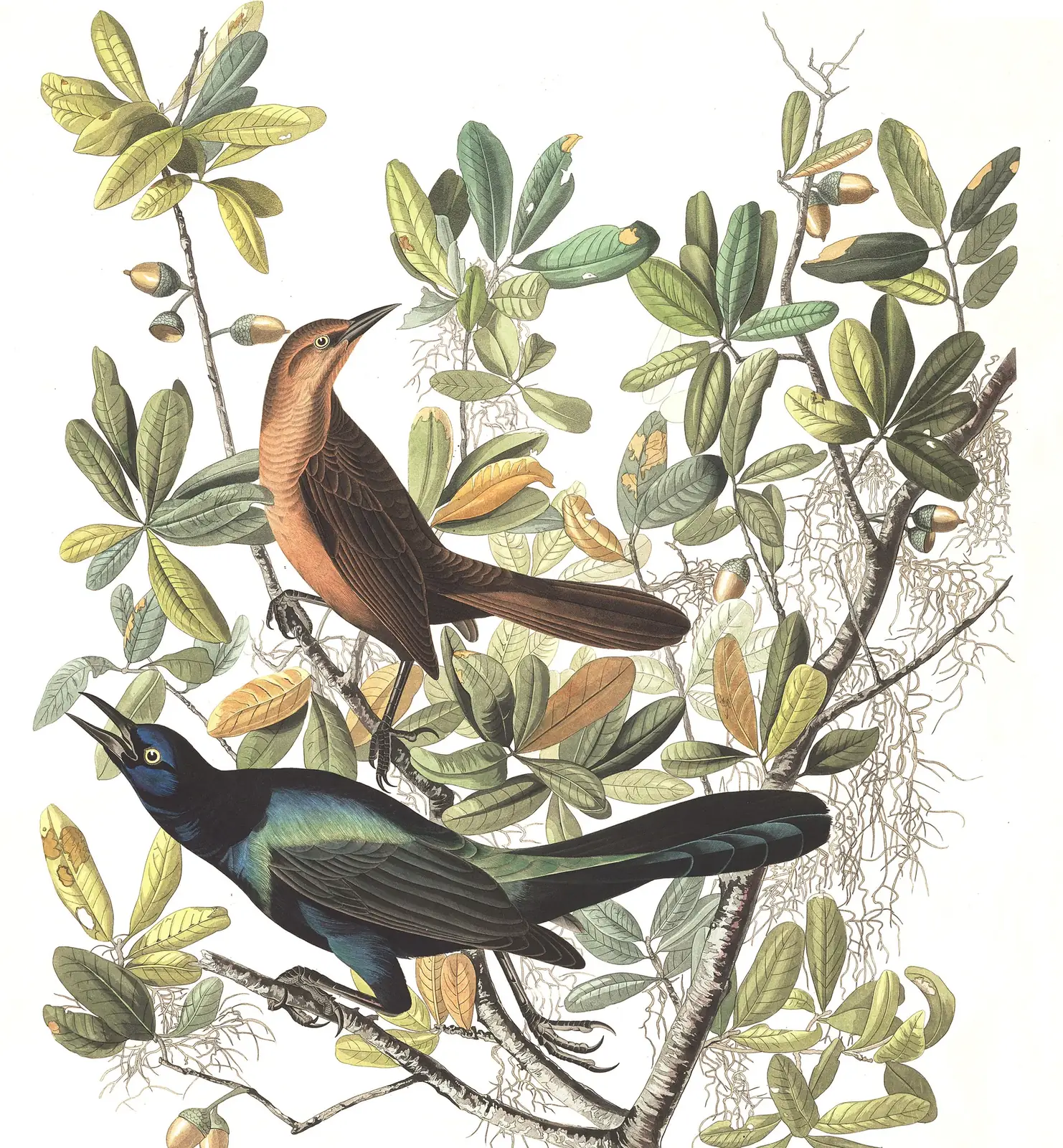 Plate 187 of Audubon's The Birds of America: Boat-tailed Grackle (Quiscalus major)