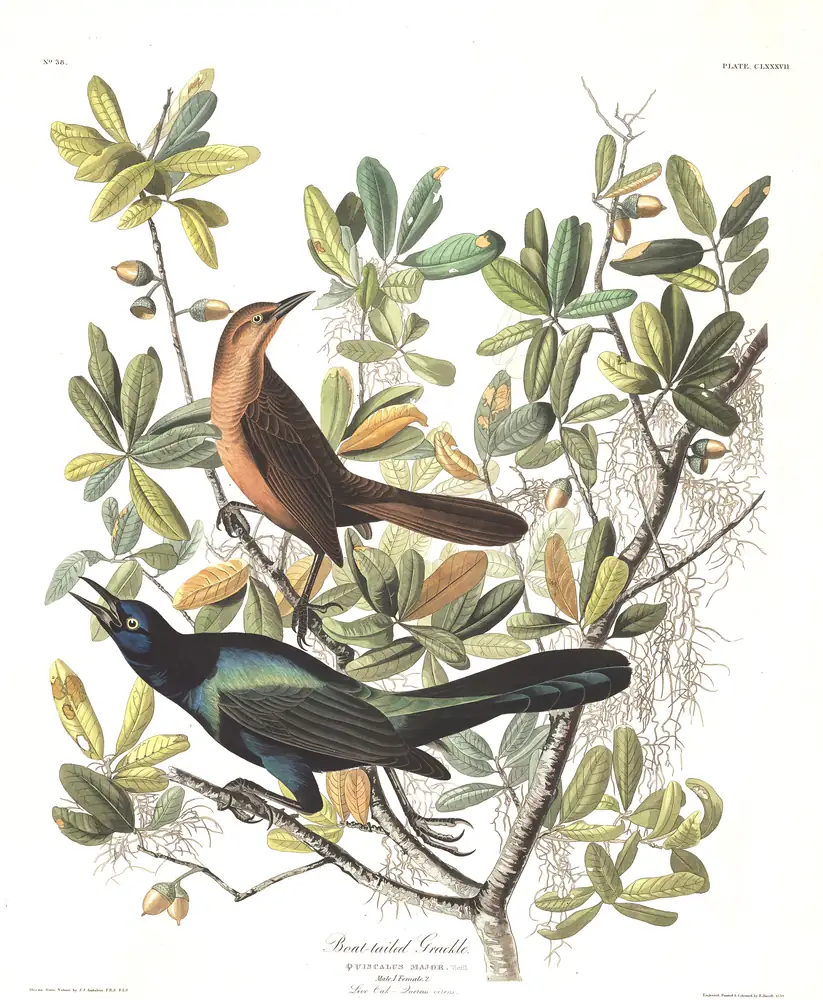 The whole sheet of plate 187, with its engraved caption
