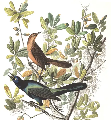 Plate 187 of Audubon's The Birds of America: Boat-tailed Grackle (Quiscalus major)