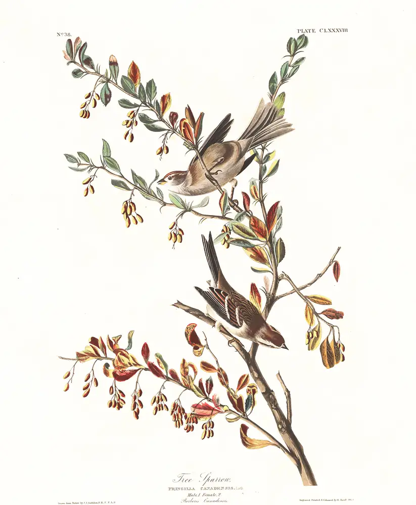 The whole sheet of plate 188, with its engraved caption