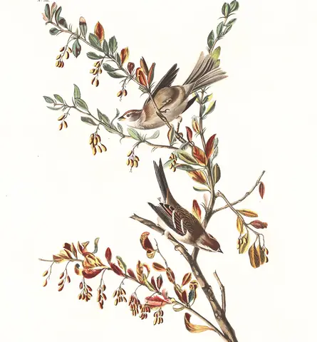 Plate 188 of Audubon's The Birds of America: American Tree Sparrow (Spizelloides arborea)