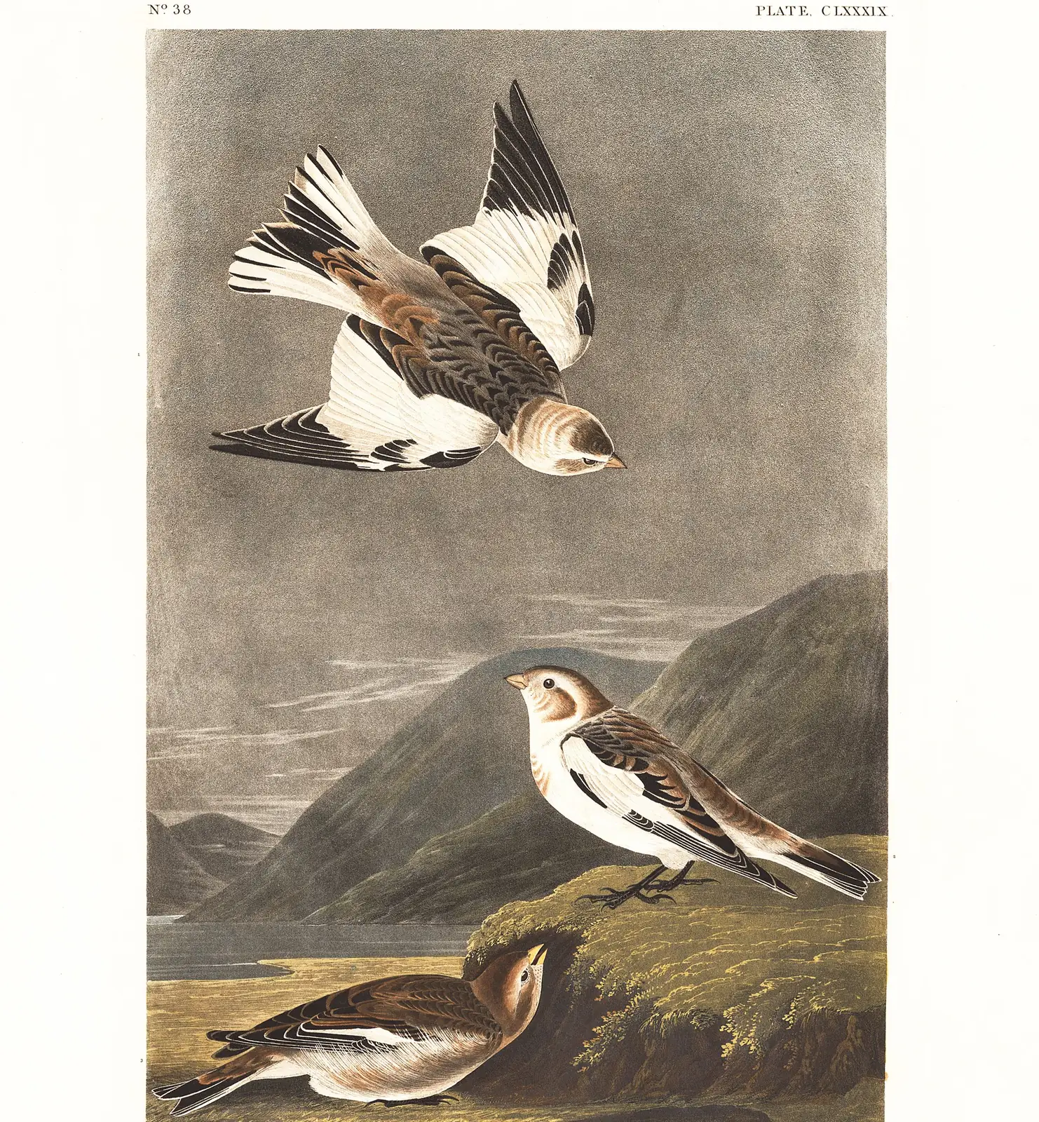 Plate 189 of Audubon's The Birds of America: Snow Bunting (Plectrophenax nivalis)