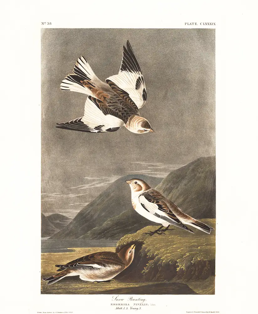 The whole sheet of plate 189, with its engraved caption