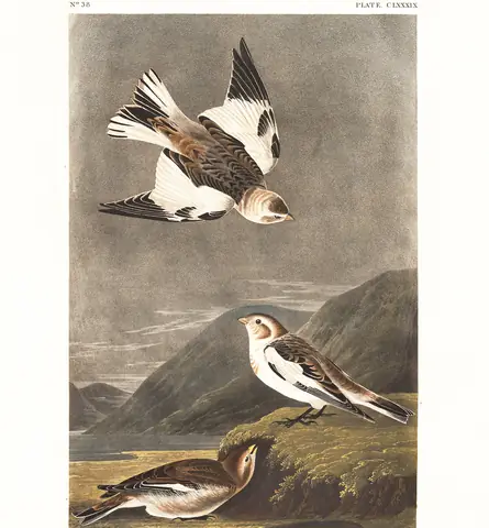 Plate 189 of Audubon's The Birds of America: Snow Bunting (Plectrophenax nivalis)