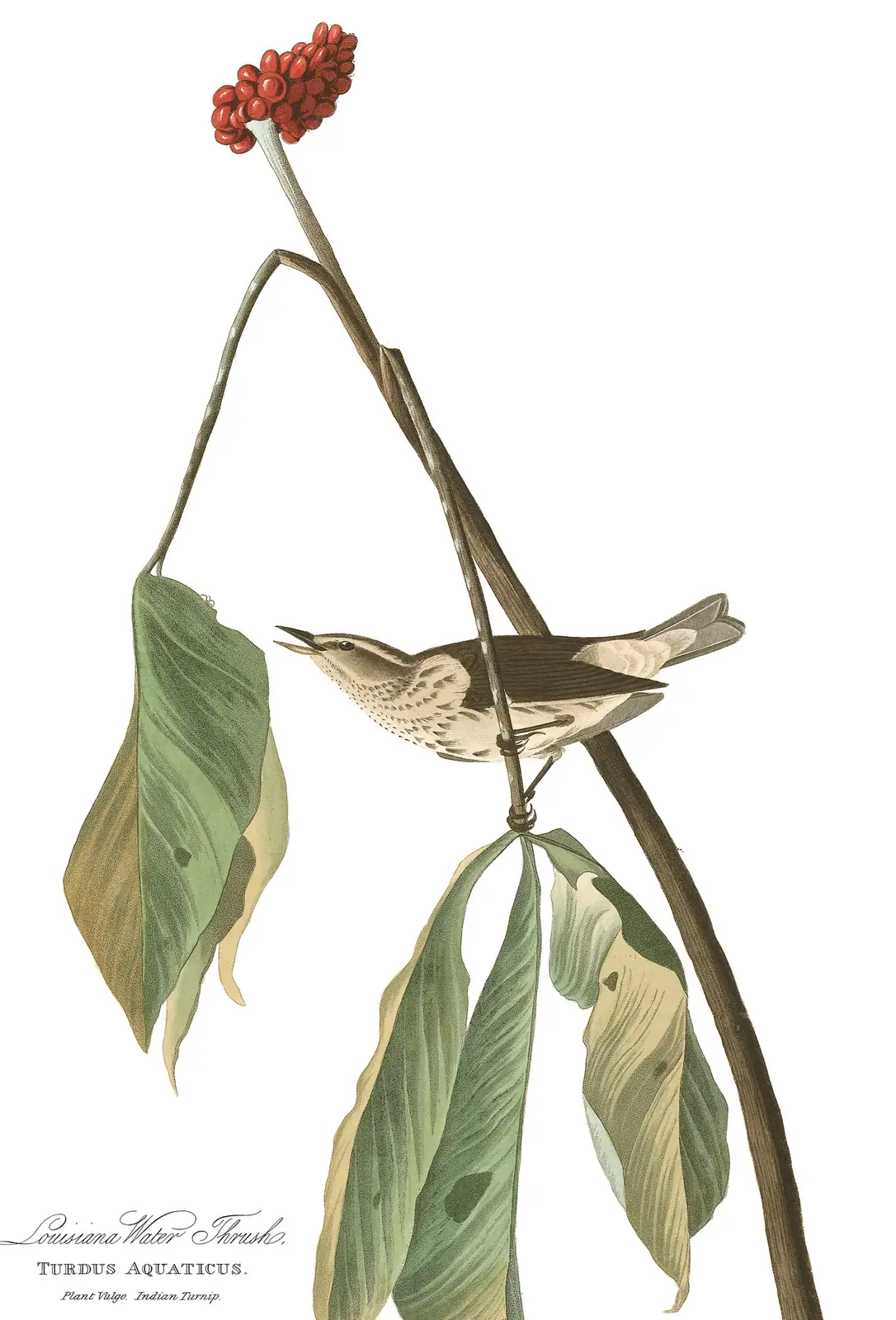 Plate 19 of Audubon's The Birds of America: Louisiana Waterthrush (Parkesia motacilla)