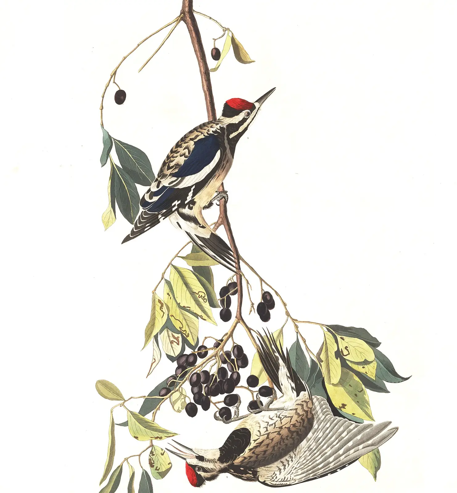 Plate 190 of Audubon's The Birds of America: Yellow-bellied Sapsucker (Sphyrapicus varius)