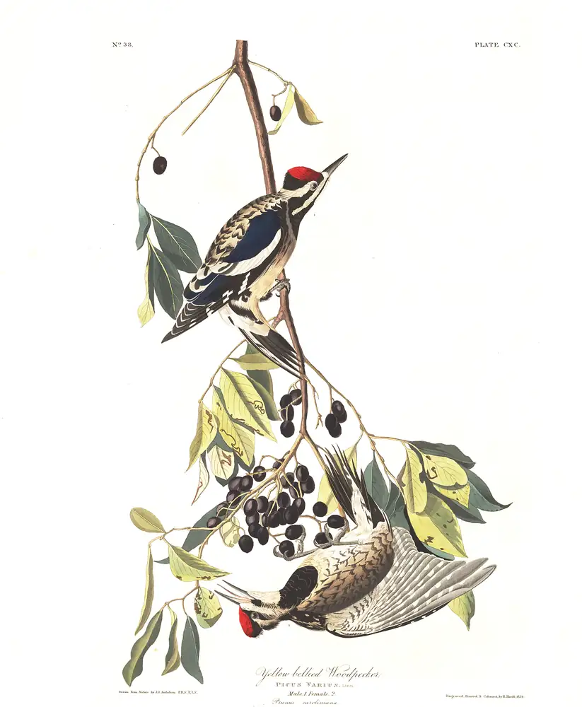 The whole sheet of plate 190, with its engraved caption