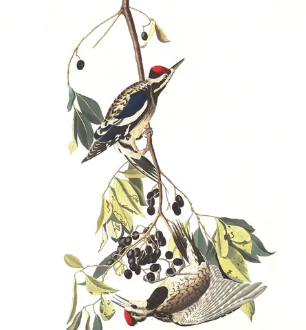 Plate 190 of Audubon's The Birds of America: Yellow-bellied Sapsucker (Sphyrapicus varius)