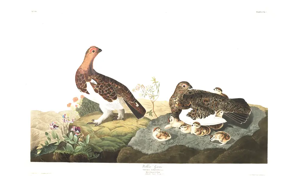 The whole sheet of plate 191, with its engraved caption