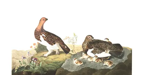 Plate 191 of Audubon's The Birds of America: Willow Ptarmigan (Lagopus lagopus)