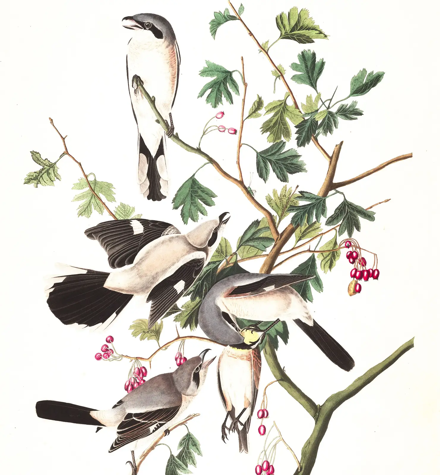 Plate 192 of Audubon's The Birds of America: Northern Shrike (Lanius borealis)