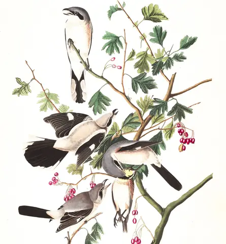 Plate 192 of Audubon's The Birds of America: Northern Shrike (Lanius borealis)