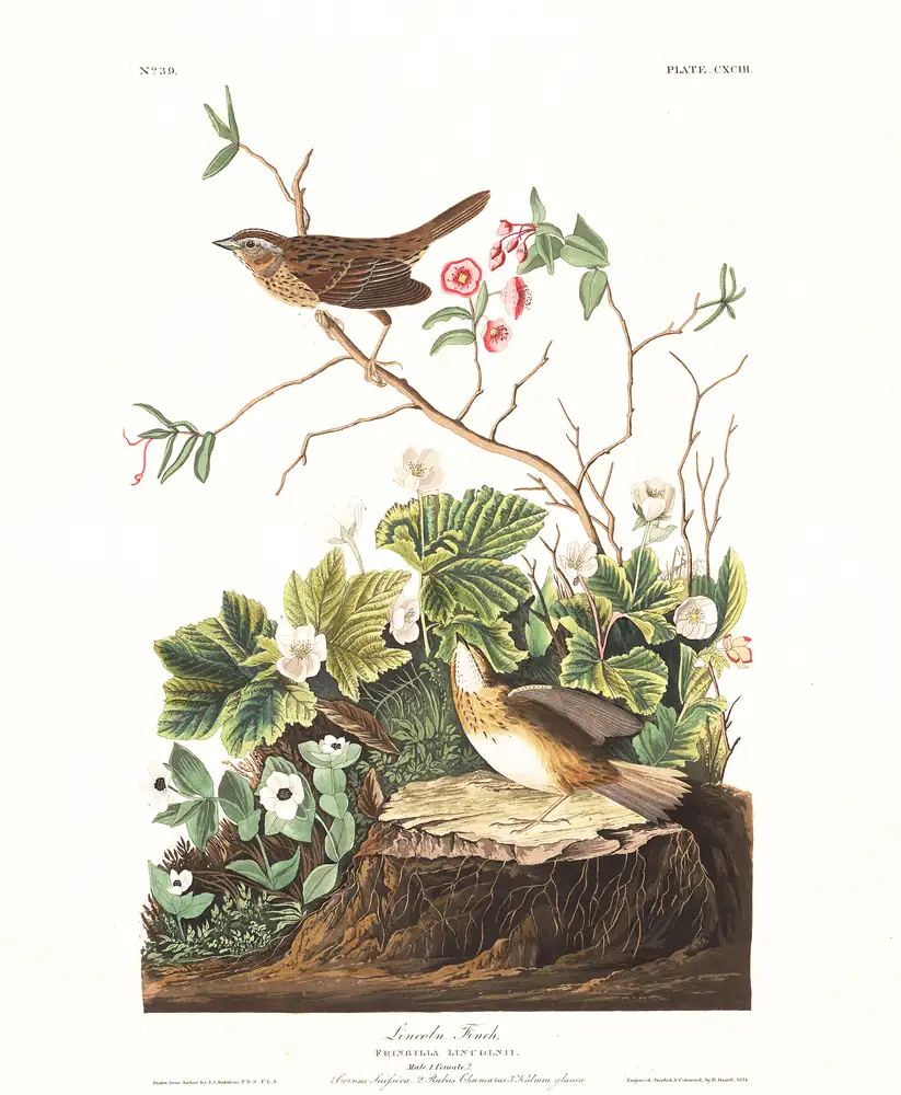 The whole sheet of plate 193, with its engraved caption