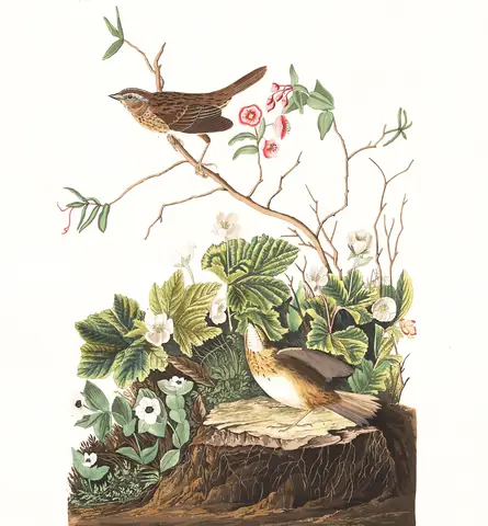 Plate 193 of Audubon's The Birds of America: Lincoln's Sparrow (Melospiza lincolnii)