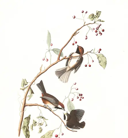 Plate 194 of Audubon's The Birds of America: Boreal Chickadee (Poecile hudsonicus)