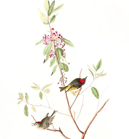 Plate 195 of Audubon's The Birds of America: Ruby-crowned Kinglet (Corthylio calendula)