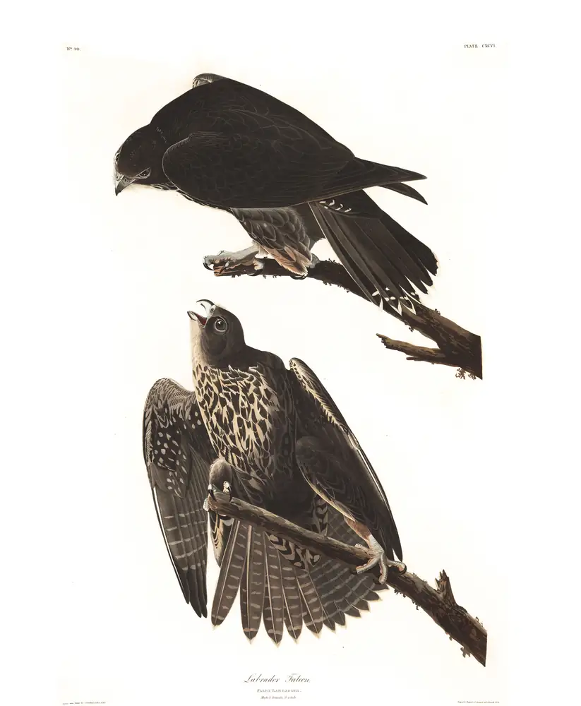 The whole sheet of plate 196, with its engraved caption