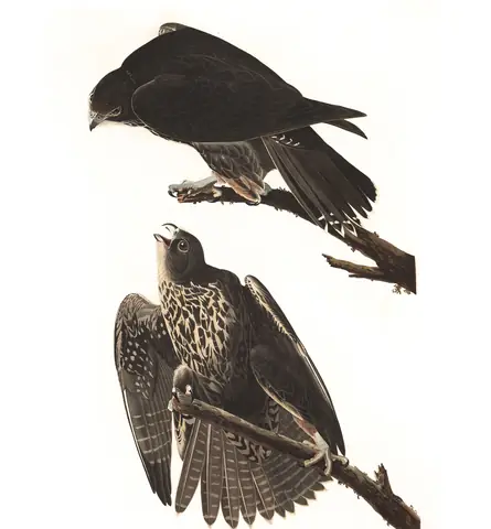 Plate 196 of Audubon's The Birds of America: Gyrfalcon (Falco rusticolus)