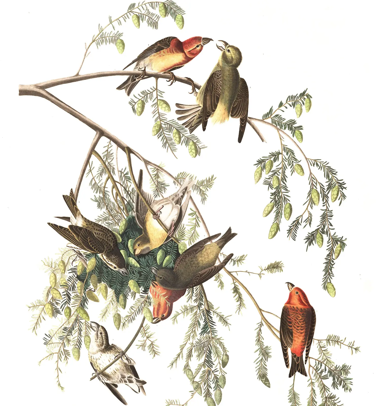 Plate 197 of Audubon's The Birds of America: Red Crossbill (Loxia curvirostra)