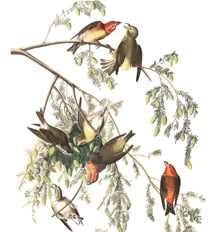 Plate 197 of Audubon's The Birds of America: Red Crossbill (Loxia curvirostra)