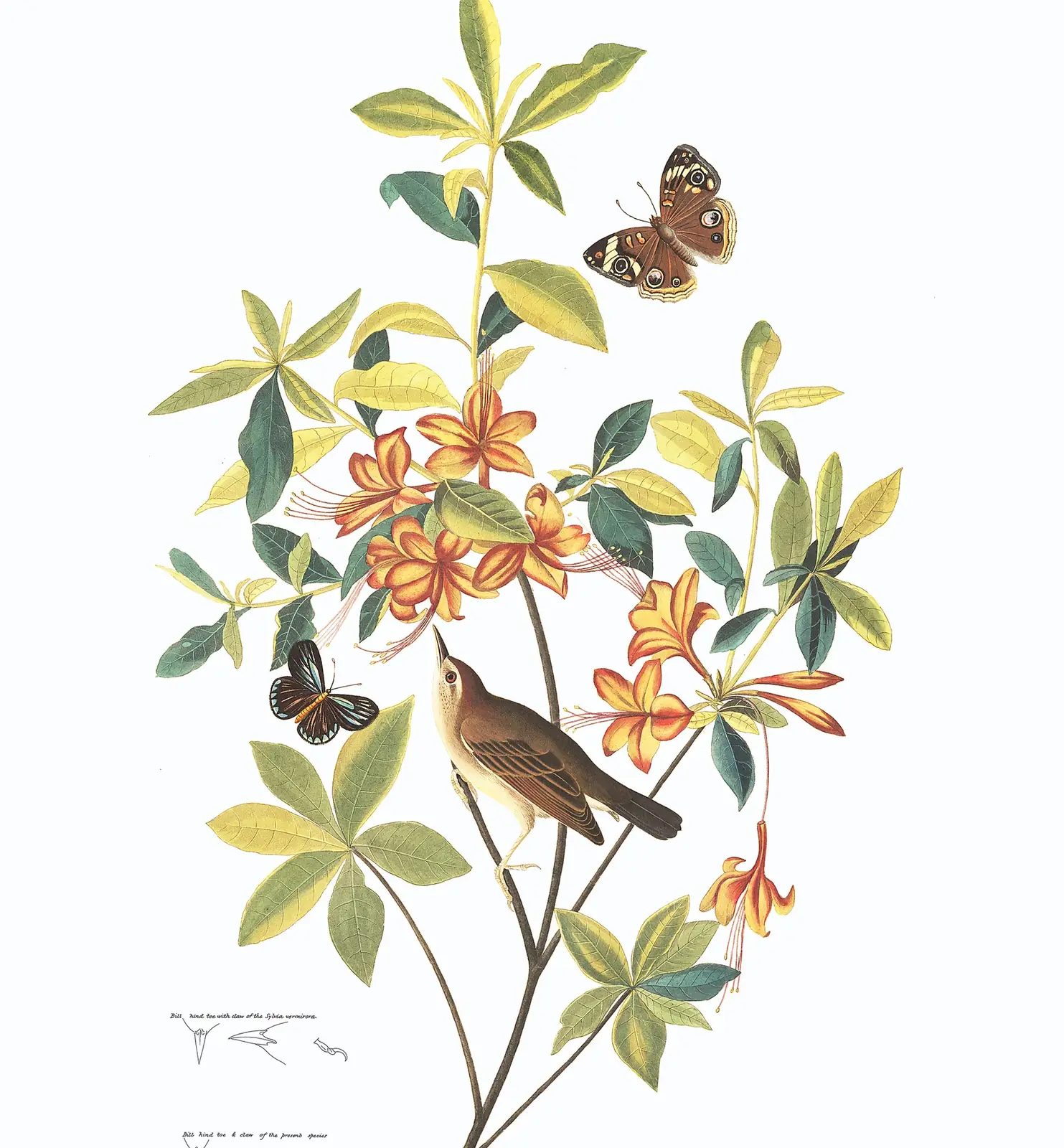 Plate 198 of Audubon's The Birds of America: Swainson's Warbler (Limnothlypis swainsonii)
