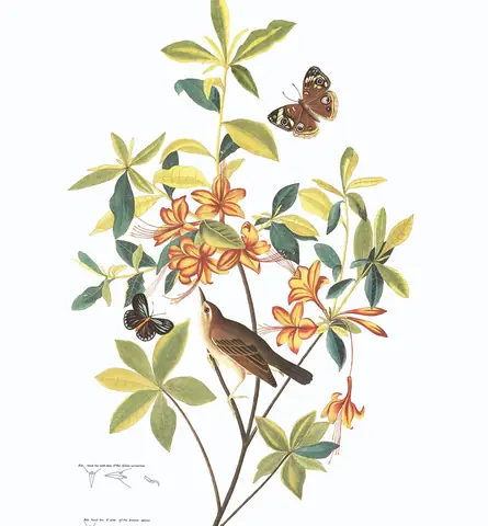 Plate 198 of Audubon's The Birds of America: Swainson's Warbler (Limnothlypis swainsonii)