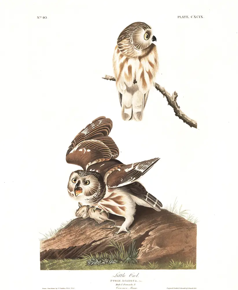 The whole sheet of plate 199, with its engraved caption