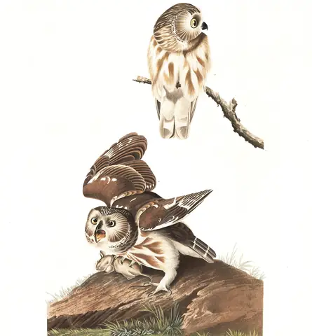 Plate 199 of Audubon's The Birds of America: Northern Saw-whet Owl (Aegolius acadicus)