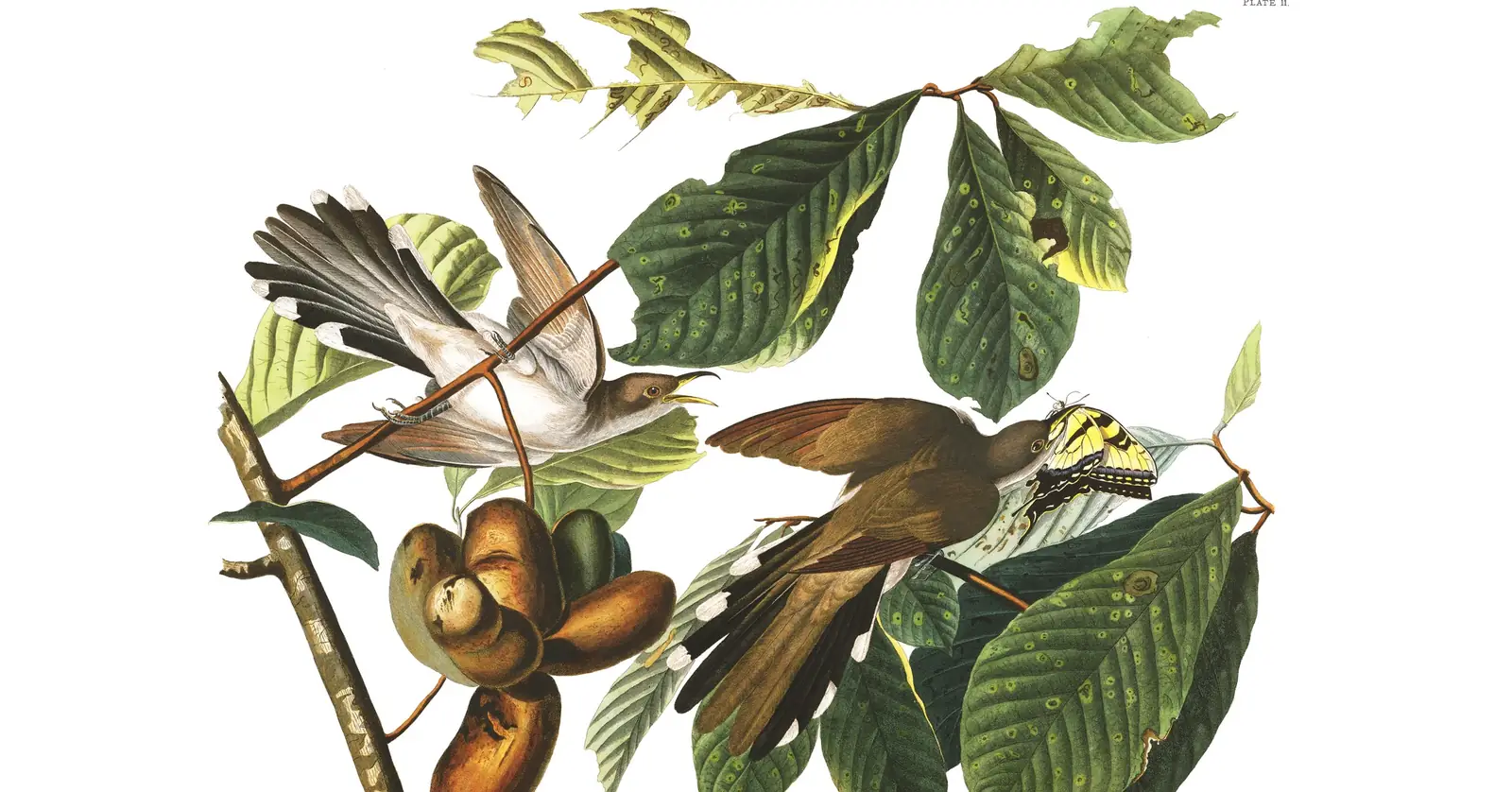 Plate 2 of Audubon's The Birds of America: Yellow-billed Cuckoo (Coccyzus americanus)