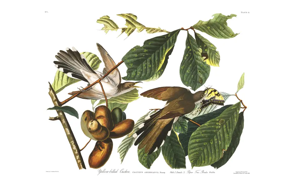 The whole sheet of plate 2, with its engraved caption