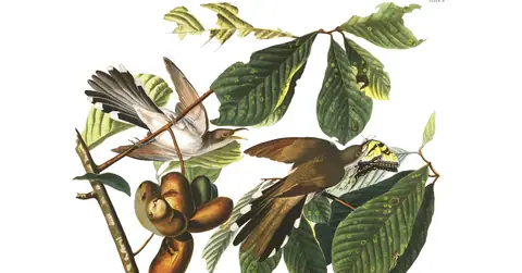 Plate 2 of Audubon's The Birds of America: Yellow-billed Cuckoo (Coccyzus americanus)