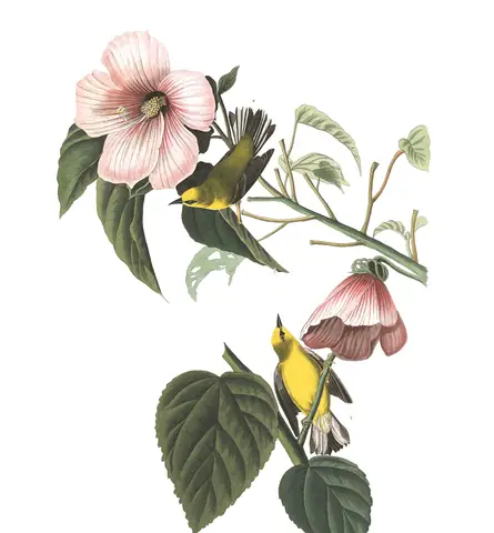 Plate 20 of Audubon's The Birds of America: Blue-winged Warbler (Vermivora cyanoptera)