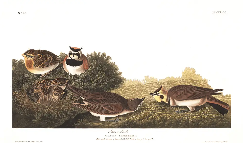 The whole sheet of plate 200, with its engraved caption