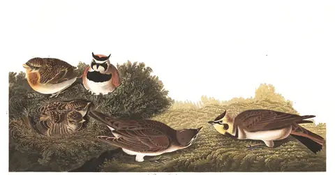 Plate 200 of Audubon's The Birds of America: Horned Lark (Eremophila alpestris)