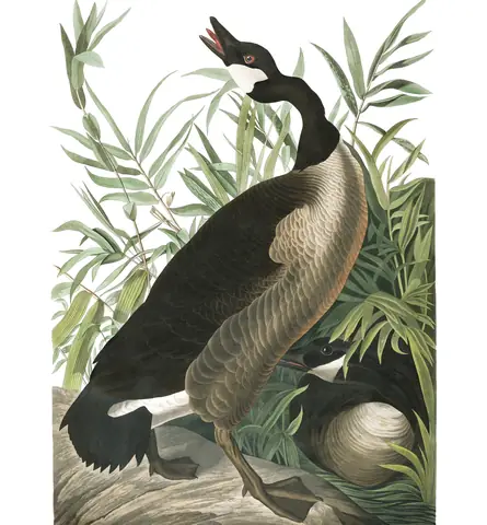 Plate 201 of Audubon's The Birds of America: Canada Goose (Branta canadensis)